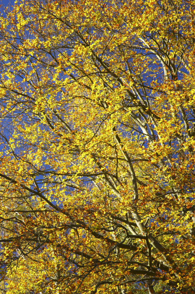 England, North umberland, Cragside Gardens & Estate. The autumn colours of woodland within the Cragside estate (National Trust)
