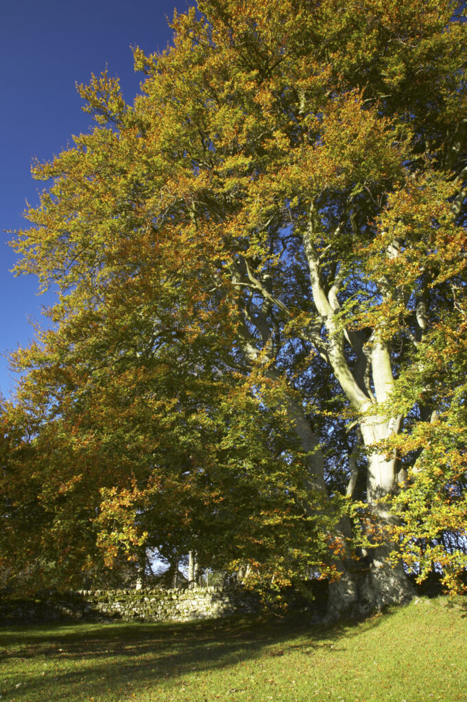 England, Northumberland, Northumberland National Park. The autumn colours of tree foliage near the remains of Harbottle Castle in Coquetdale