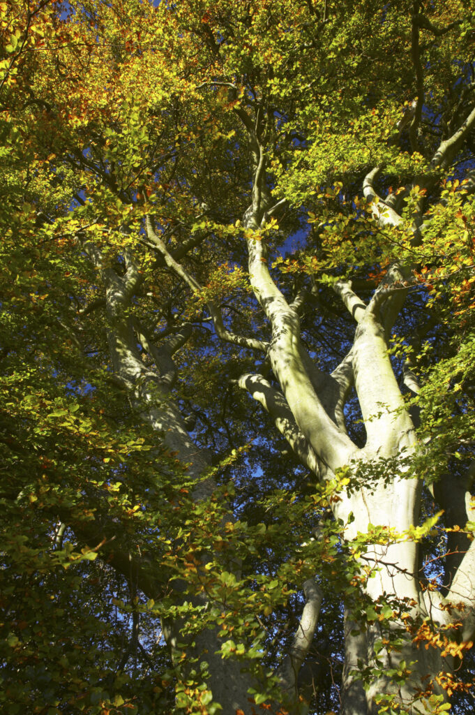 England, Northumberland, Northumberland National Park. The autumn colours of tree foliage near the remains of Harbottle Castle in Coquetdale