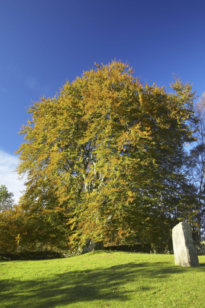 England, Northumberland, Northumberland National Park. Stone monument and autumn colours near the remains of Harbottle Castle in Coquetdale