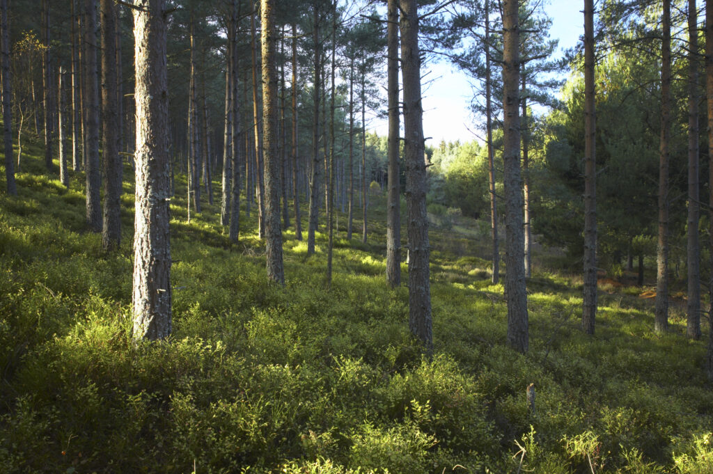 England, Northumberland, Northumberland National Park. Forestry commission woodland in West Wood part of Harbottle Wood in Coquetdale.
