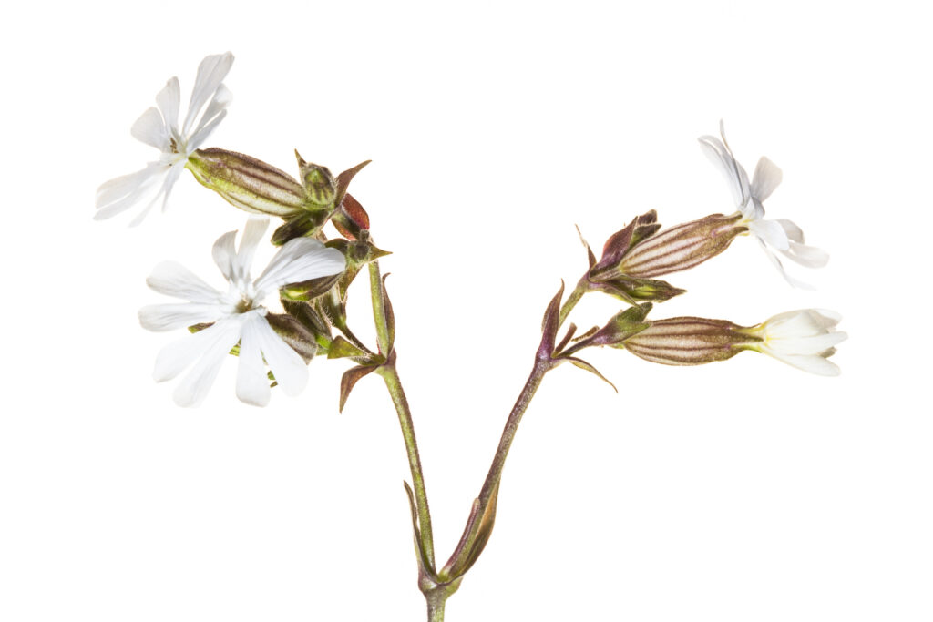England, Northumberland, Bamburgh. White Campion flower (Silene latifolia) growing wild in the sand dunes near the coast. Photographed outdoors using a 'field studio'.