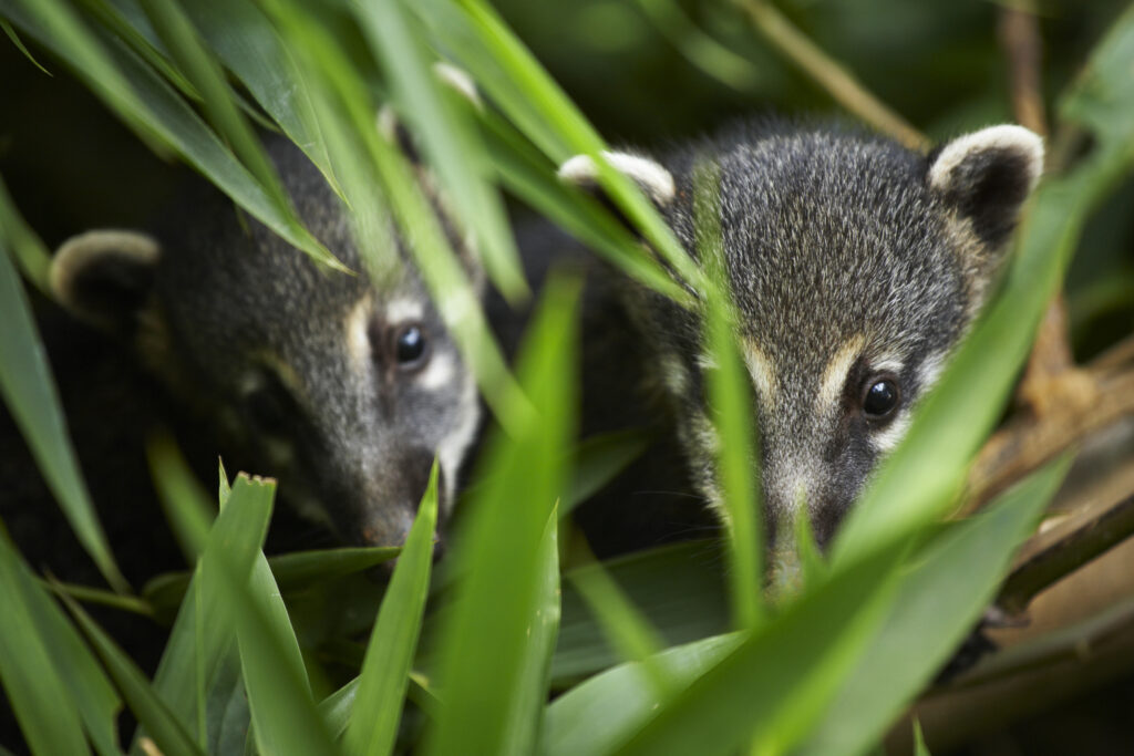 Argentina, Misiones, Iguazu National Park. Tagged Coati near the Iguazu waterfalls - A world heritage site.