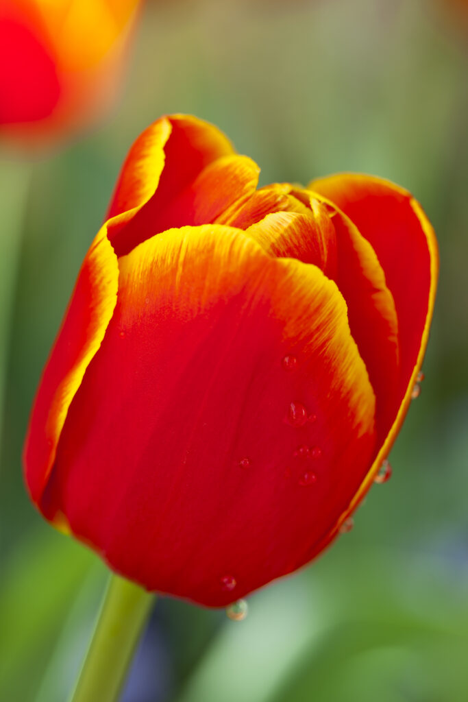 England, Northumberland, Rothbury. Flowering Tulip in the Cragside (National Trust) formal garden.