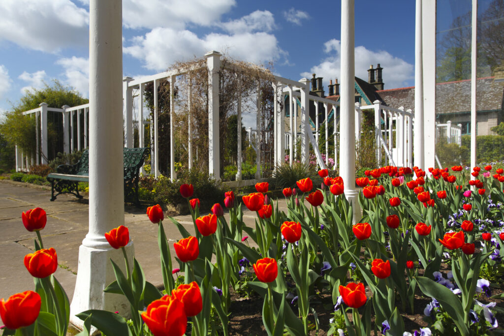England, Northumberland, Rothbury. Flowering Tulips in a green house / summer house in the Cragside Estate (National Trust) formal garden.