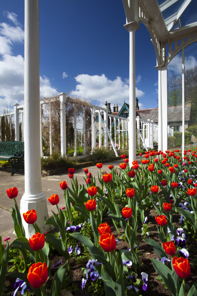 England, Northumberland, Rothbury. Flowering Tulips in a green house / summer house in the Cragside Estate (National Trust) formal garden.