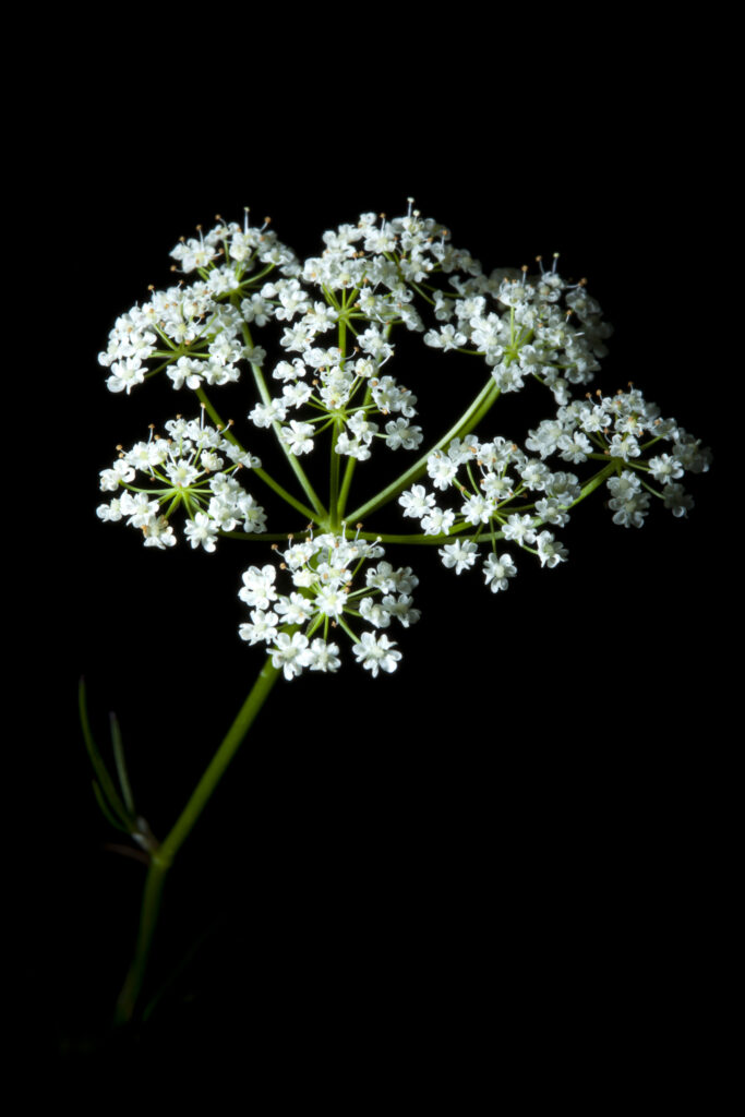 Scotland, Scottish Highlands, Cow Parsley. COW PARSLEY or QUEEN ANNE'S LACE (Anthriscus sylvestris) photographed against a black background.