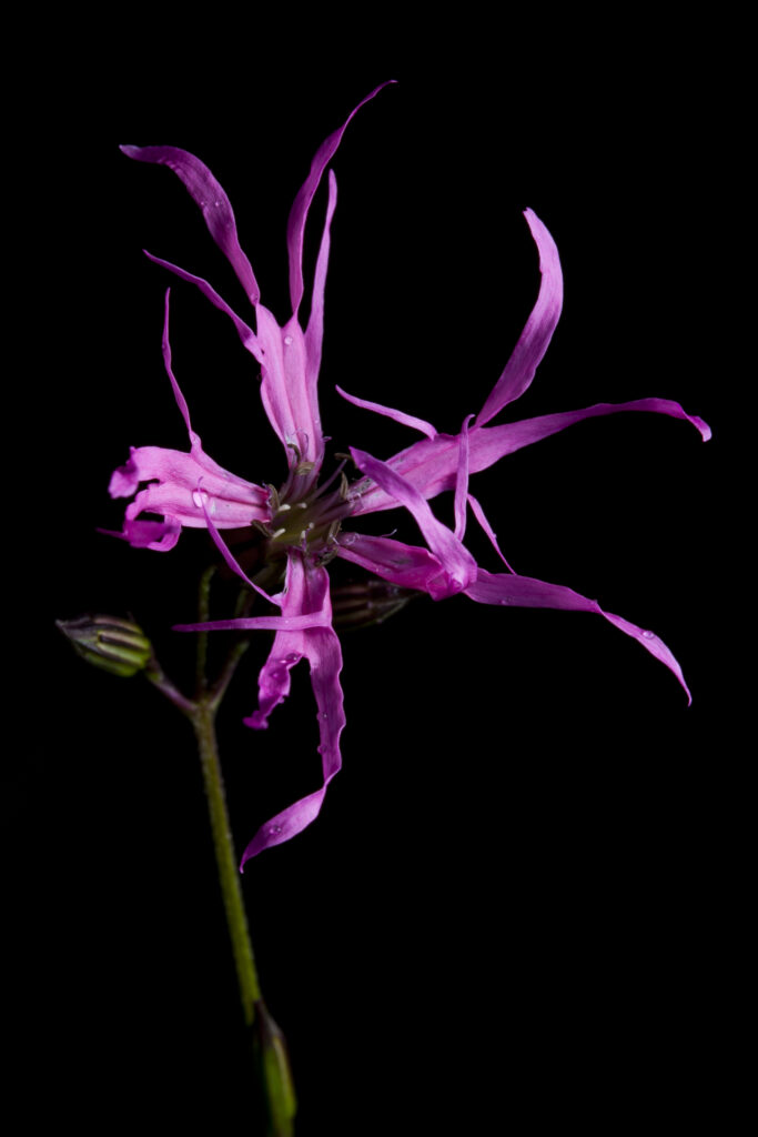 Scotland, Scottish Highlands, Ragged Robin. Lychnis flos-cuculi, commonly called Ragged Robin photographed against a black background.