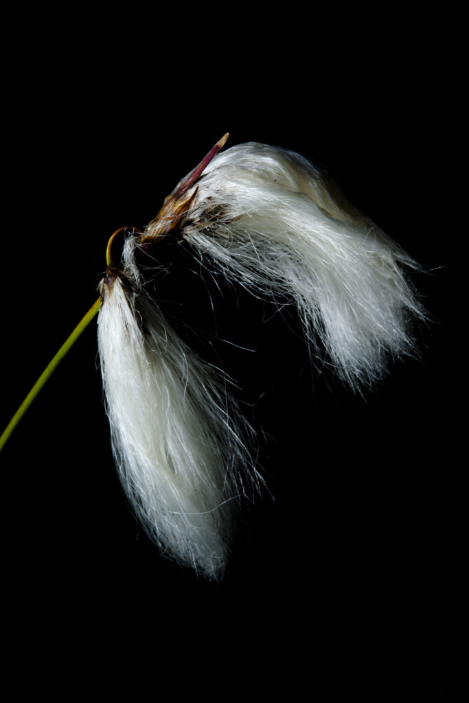 Scotland, Scottish Highlands, Cotton Grass. Common cotton-grass. (Eriophorum angustifolium ) photographed against a black backdrop.