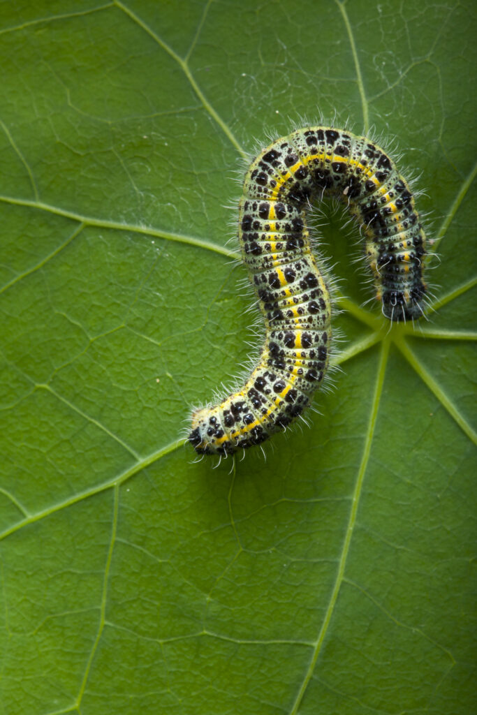 England, Northumberland, White Cabbage Butterfly Caterpillar. White Cabbage Butterfly Caterpillar on Nasturtium Leaf.