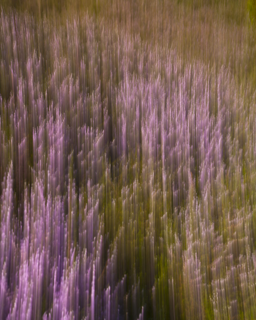 England, Staffordshire, Peak District National Park. Abstract shot of flowering summer heather on moorland near the Roaches in the Peak District National Park.