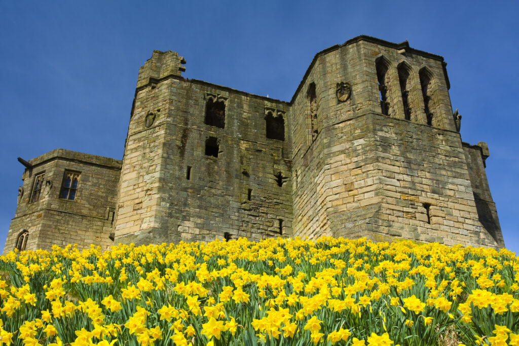 England, Northumberland, Warkworth. A blanket of flowering Daffodils within the grounds of Warkworth Castle, situated along the Northumberland Heritage Coast.