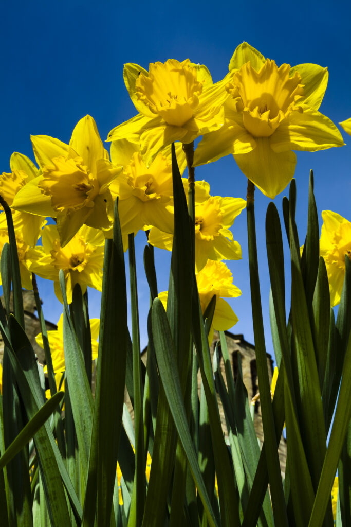 England, Northumberland, Warkworth. A blanket of flowering Daffodils within the grounds of Warkworth Castle, situated along the Northumberland Heritage Coast.