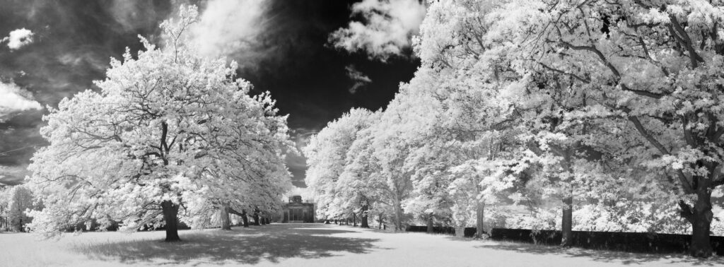 England, Tyne and Wear, Gibside. Looking towards Gibside Chapel from the half mile, Oak tree lined avenue.
