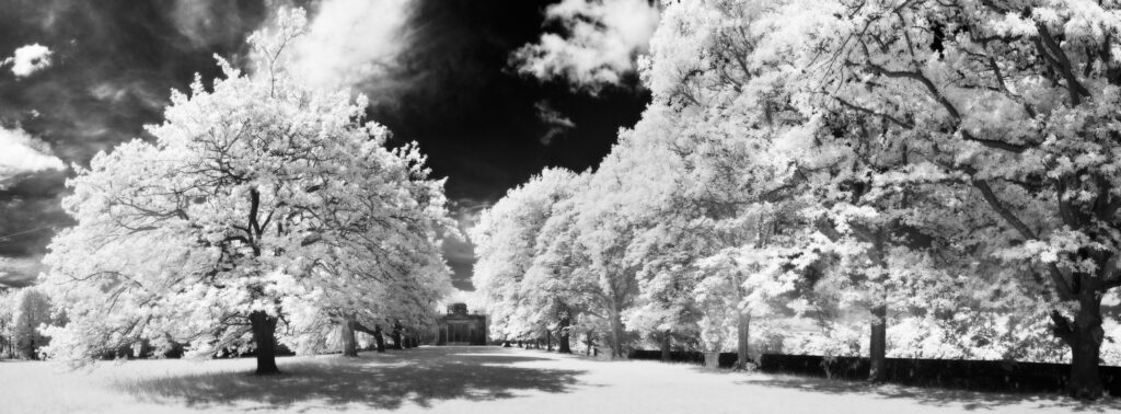 England, Tyne and Wear, Gibside. Looking towards Gibside Chapel from the half mile, Oak tree lined avenue.