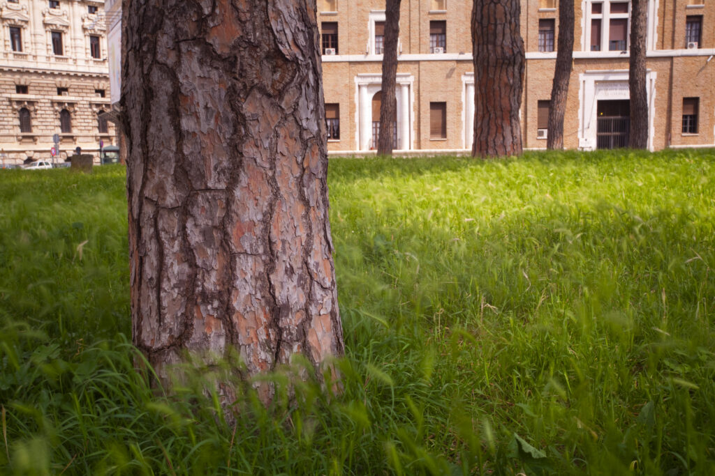 Italy, Lazio, Rome. Woodland and surrounding buildings viewed within the grounds of Castel Sant'Angelo (also known as 'The Mausoleum of Hadrian').