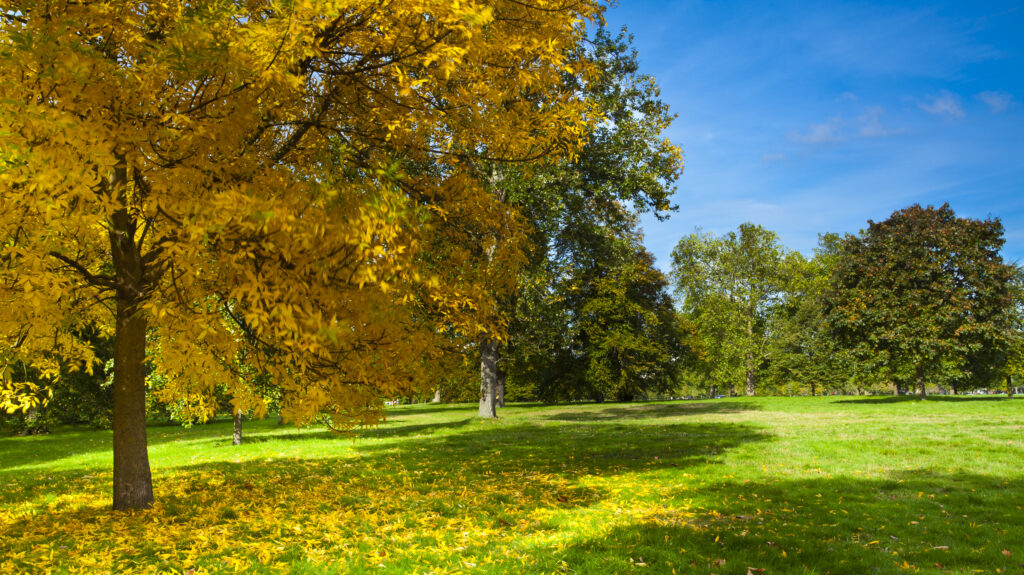 England, Greater London, City of Westminster. Autumnal colours of a Sycamore Tree in Hyde Park (Royal Garden), London, during Fall.