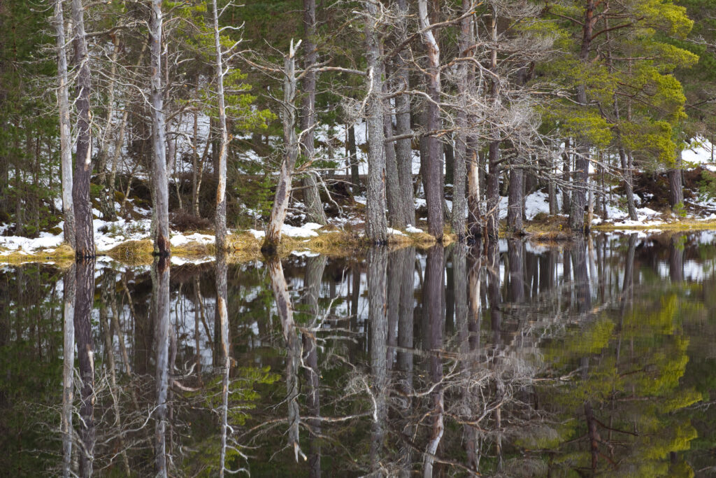 Scotland, Scottish Highlands, Cairngorms National Park. Native forest reflected upon the still loch waters of the Uath Lochans in Inshriach Forest near Kincraig, Strathspey