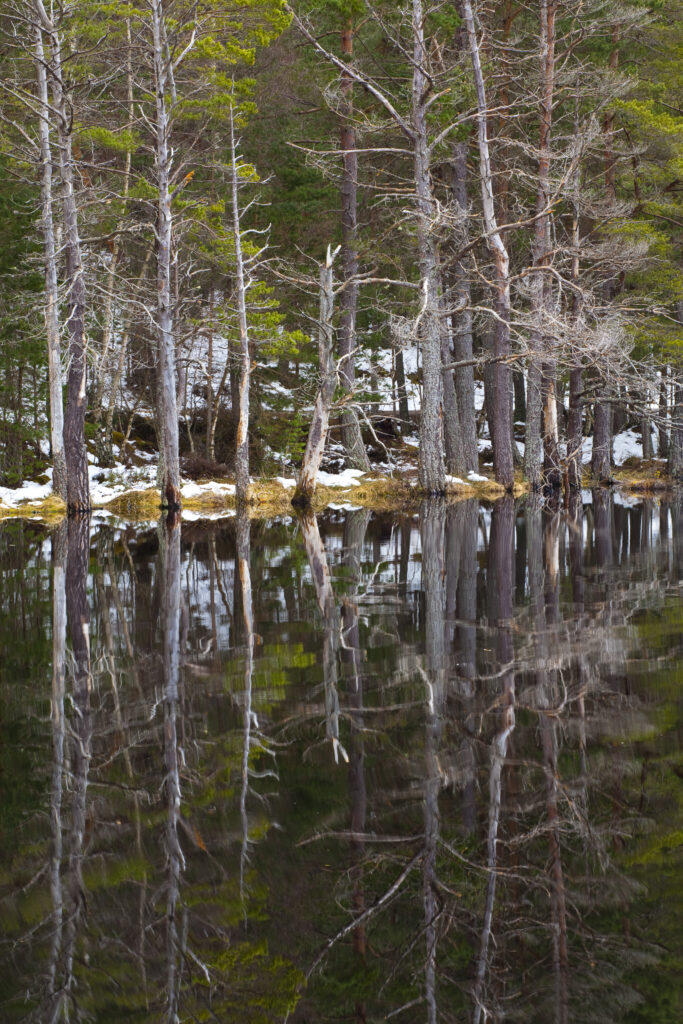 Scotland, Scottish Highlands, Cairngorms National Park. Native forest reflected upon the still loch waters of the Uath Lochans in Inshriach Forest near Kincraig, Strathspey