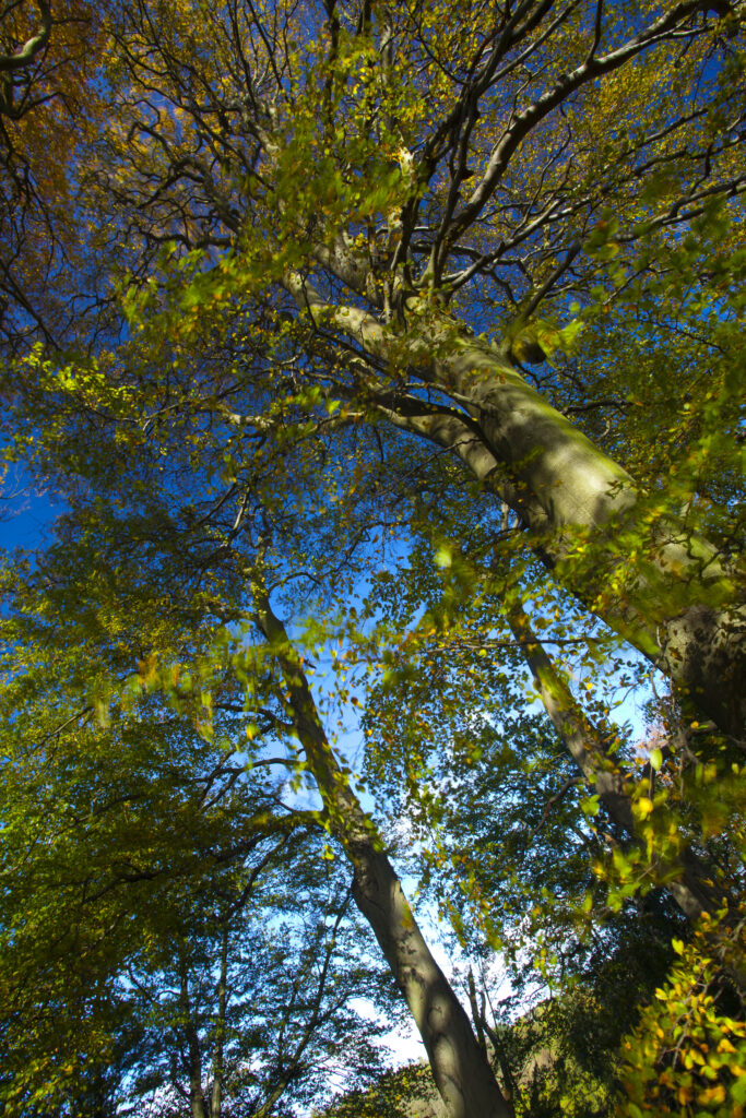 England, County Durham, Castle Eden Dene. Autumn colours in the Castle Eden Dene woodland (National Nature Reserve NNR).