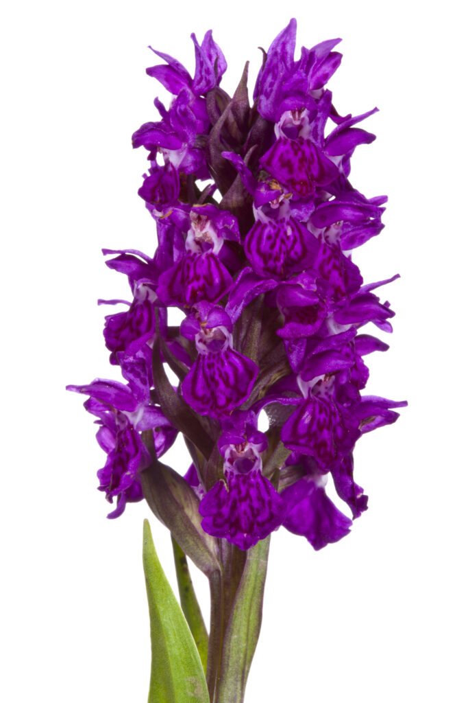 England, Northumberland. Northern Marsh Orchid photographed outsife using a field studio.