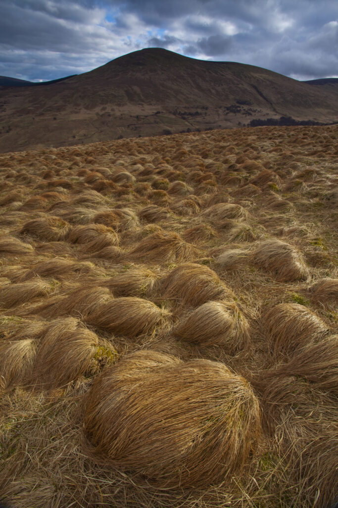 England, Northumberland, Northumberland National Park. Tussock on the remote hills of the Harthope Valley in the heart of the Northumberland National Park.