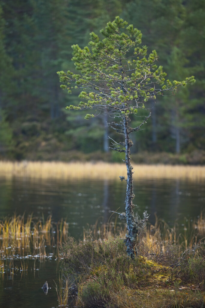 Scotland, Scottish Highlands, Cairngorms National Park. Young Scots Pine tree in a native woodland in the Rothiemurchus Estate on the shores of Loch an Eilein.