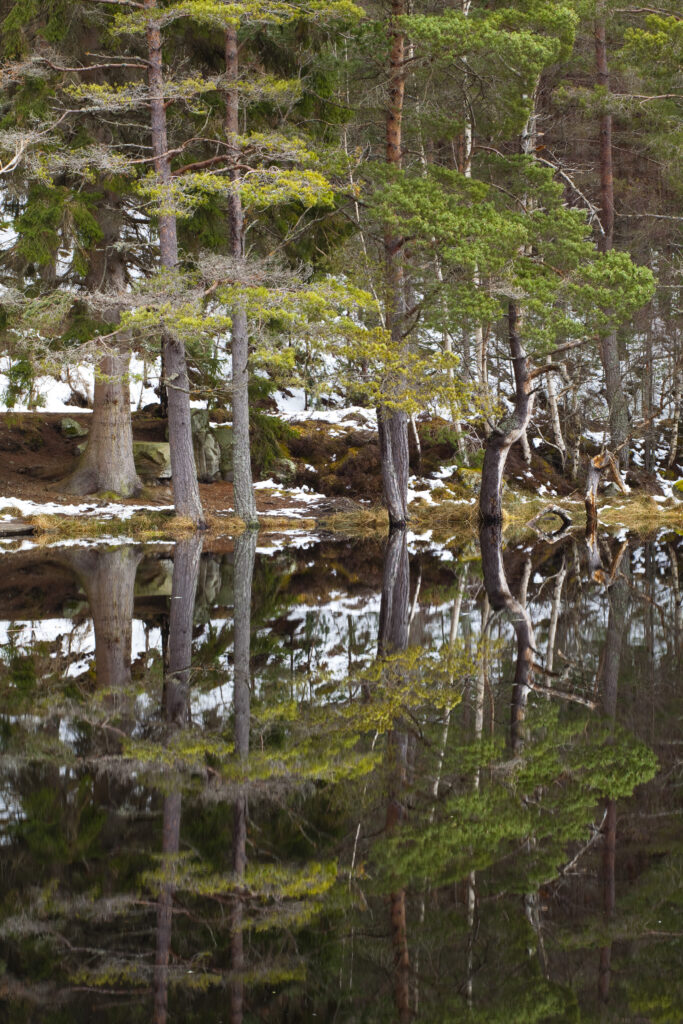 Scotland, Scottish Highlands, Cairngorms National Park. Native forest reflected upon the still loch waters of the Uath Lochans in Inshriach Forest near Kincraig, Strathspey