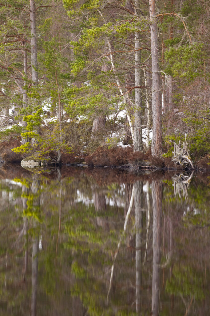 Scotland, Scottish Highlands, Cairngorms National Park. Abernethy Forest reflected upon the still water of Loch Garten.
