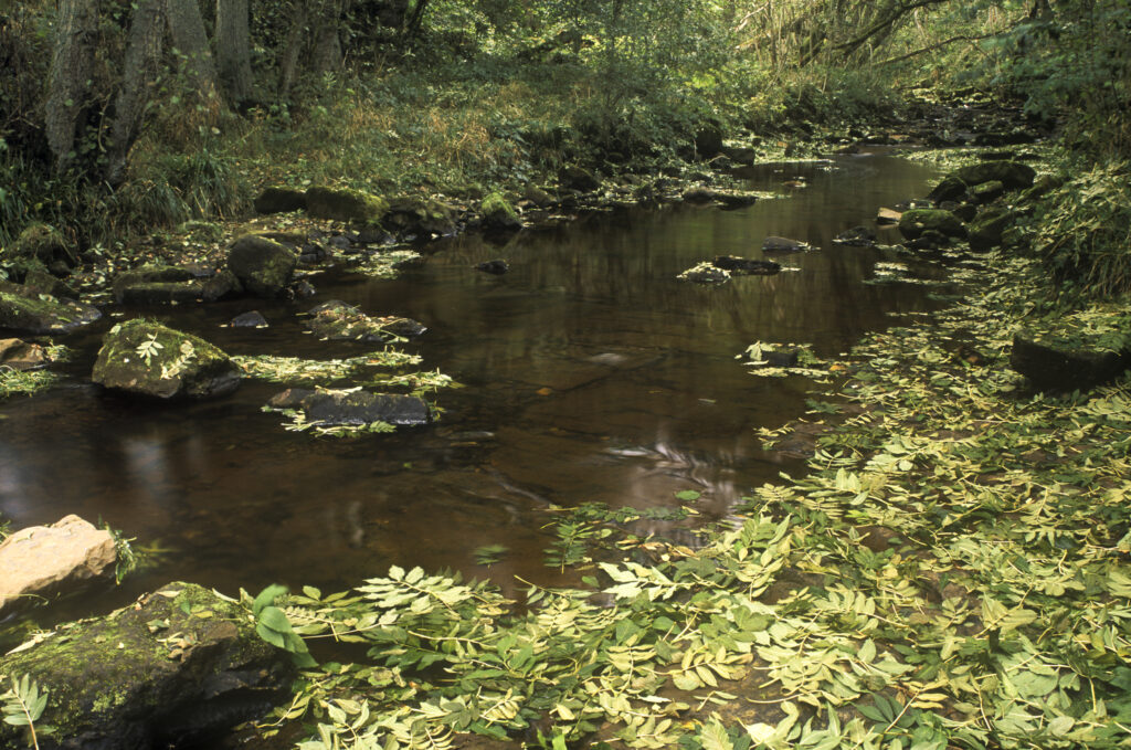 ENGLAND, Northumberland, Northumberland National Park. Hareshaw burn and the leaf covered floor of the forest
