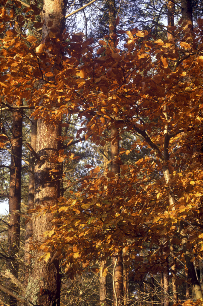 ENGLAND, Northumberland, Rothbury Terraces. The autumn colours of a Beech tree found in a Forestry commission woodland.
