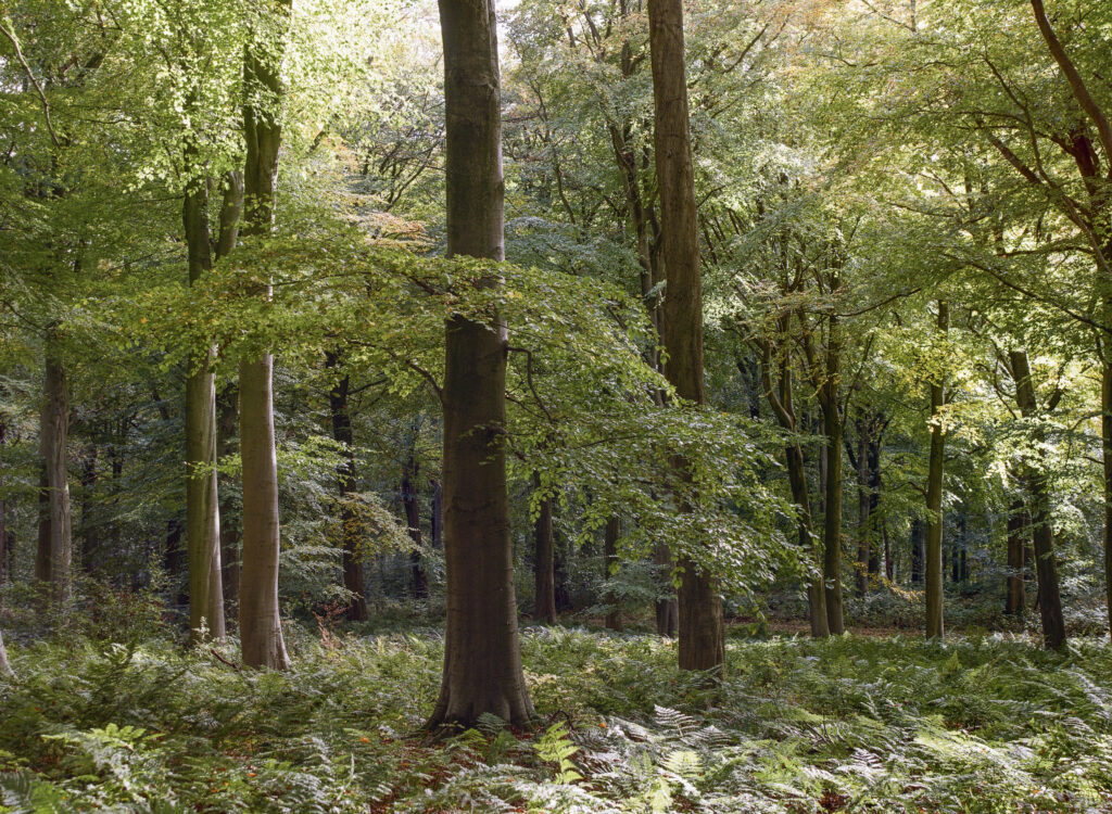 England, County Durham, Staindrop. Autumn colours in North Wood, woodland belonging to the Raby Castle & Estate.