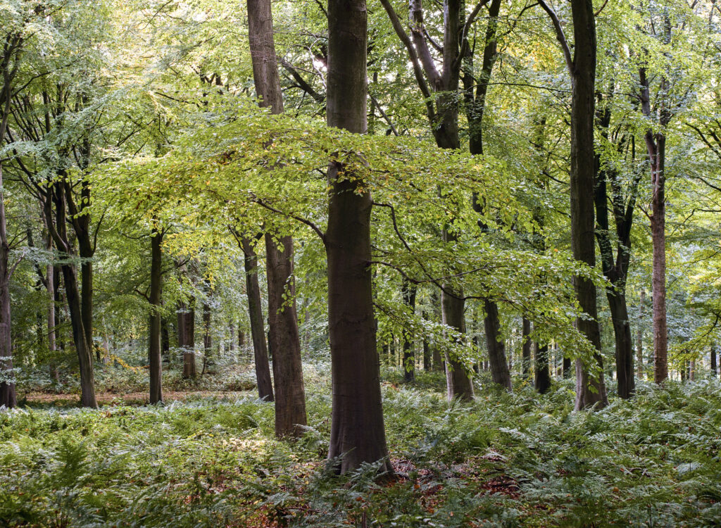 England, County Durham, Staindrop. Autumn colours in North Wood, woodland belonging to the Raby Castle & Estate.