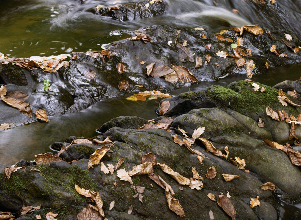 England, Northumberland, Bellingham. Autumn leaves on rocks downstream of Hareshaw Linn, a popular spot located within Northumberland National Park.