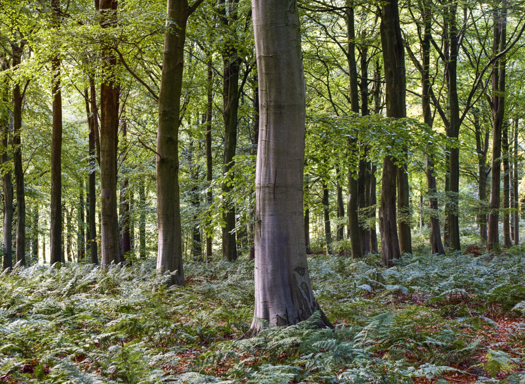 England, County Durham, Staindrop. Autumn colours in North Wood, woodland belonging to the Raby Castle & Estate.