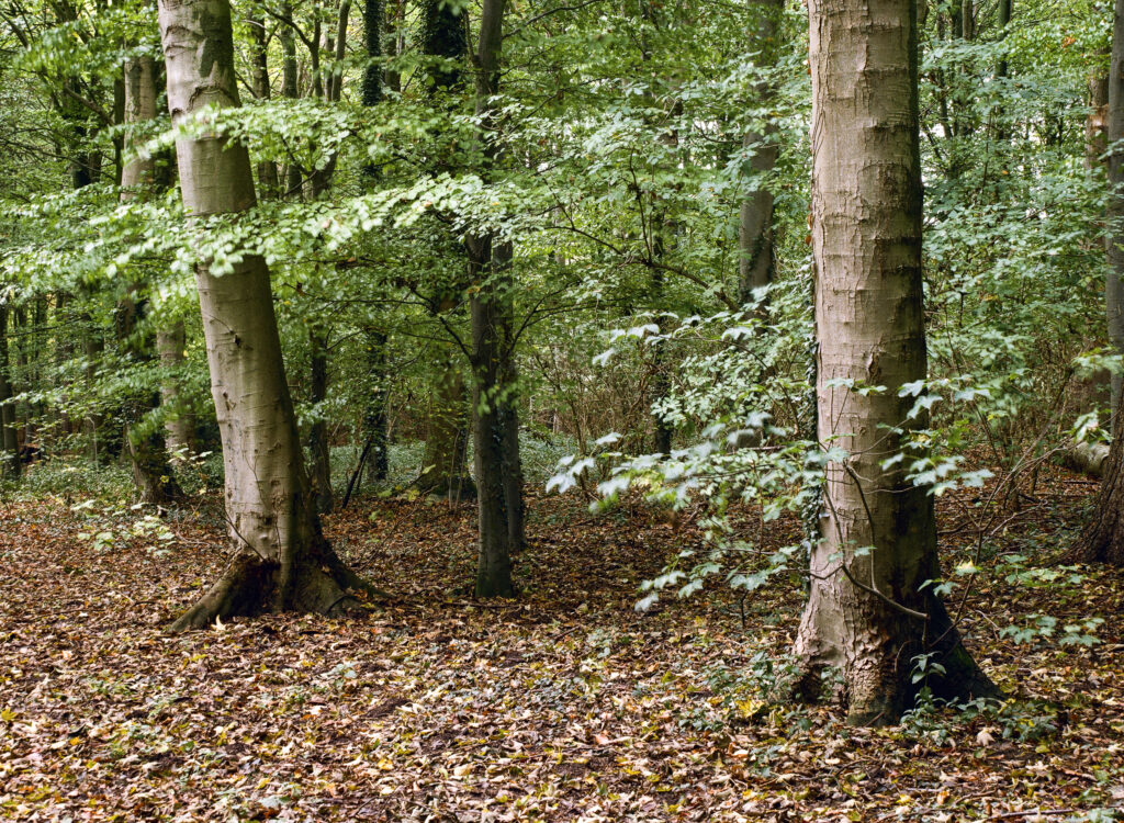 England, County Durham, Staindrop. Autumn colours in woodland near Staindrop which belongs to the Raby Castle & Estate.