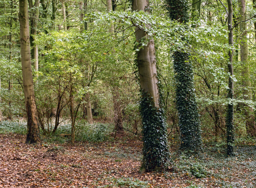 England, County Durham, Staindrop. Autumn colours in woodland near Staindrop which belongs to the Raby Castle & Estate.
