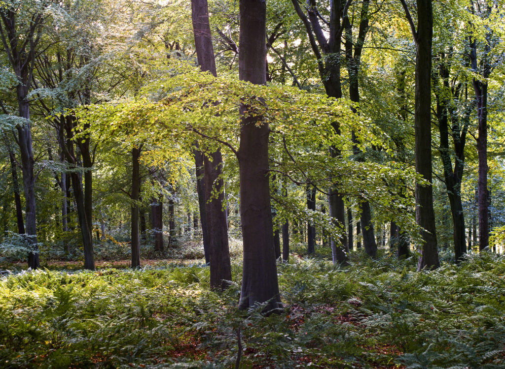 England, County Durham, Staindrop. Autumn colours in North Wood, woodland belonging to the Raby Castle & Estate.