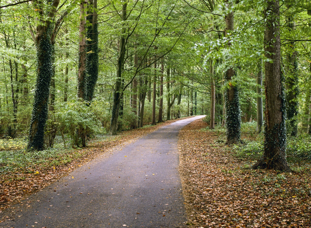 England, County Durham, Staindrop. Autumn colours in woodland near Staindrop which belongs to the Raby Castle & Estate.