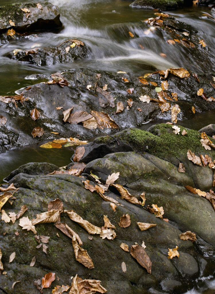 England, Northumberland, Bellingham. Autumn leaves on rocks downstream of Hareshaw Linn, a popular spot located within Northumberland National Park.