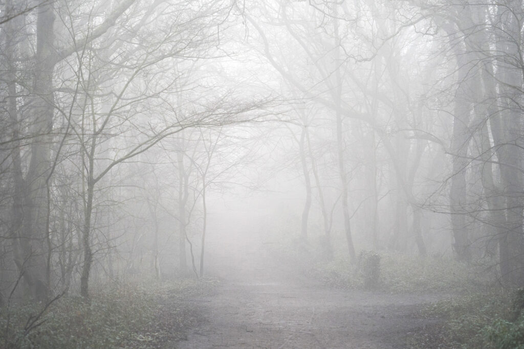 England, Northumberland, Holywell Dene. Fog engulfs the woodland of Holywell Dene near Whitley Bay.