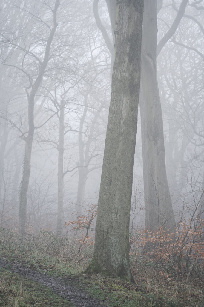 England, Northumberland, Holywell Dene. Fog engulfs the woodland of Holywell Dene near Whitley Bay.