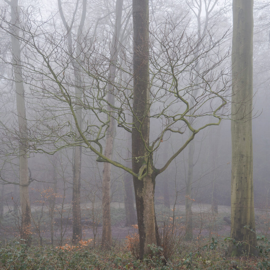 England, Northumberland, Holywell Dene. Fog engulfs the woodland of Holywell Dene near Whitley Bay.