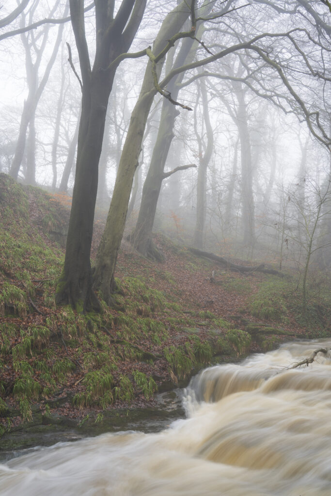 England, Northumberland, Holywell Dene. The Seaton Burn flowing through the woodland of Holywell Dene on a foggy winter morning.