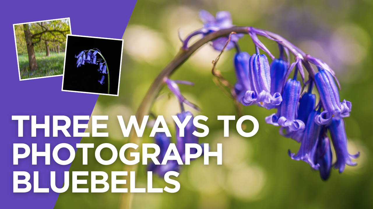 Three Ways to Photograph Bluebells