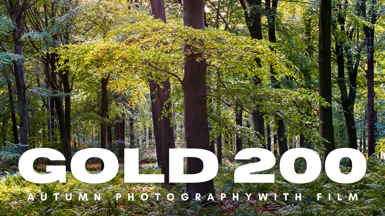 Photographing Autumn With a Mamiya 645 Super and Kodak Gold 200