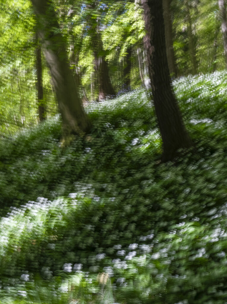 England, Northumberland, Bothal. Spring woodland near Bothal on a quiet morning in Northumberland, photographed using intentional camera movement to soften the trees and wild flowers into an almost painterly scene.