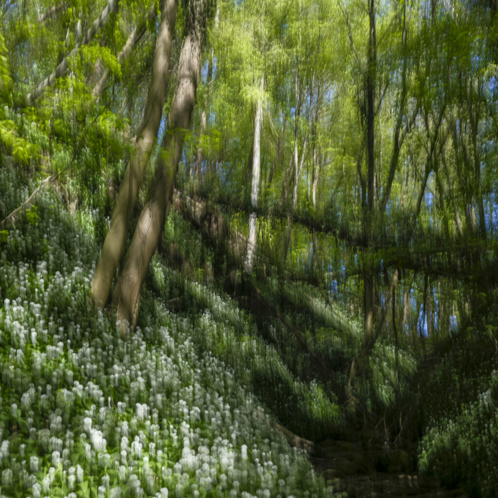 England, Northumberland, Bothal. Spring woodland near Bothal on a quiet morning in Northumberland, photographed using intentional camera movement to soften the trees and wild flowers into an almost painterly scene.