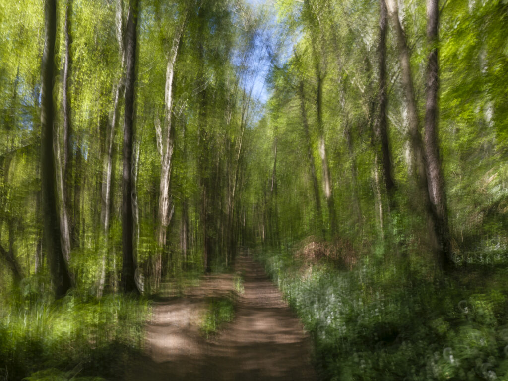 England, Northumberland, Bothal. Spring woodland near Bothal on a quiet morning in Northumberland, photographed using intentional camera movement to soften the trees and wild flowers into an almost painterly scene.