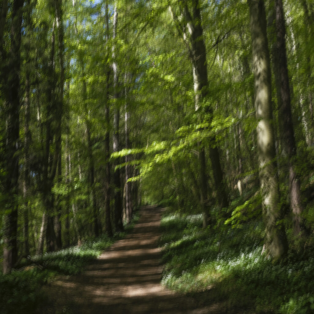 England, Northumberland, Bothal. Spring woodland near Bothal on a quiet morning in Northumberland, photographed using intentional camera movement to soften the trees and wild flowers into an almost painterly scene.